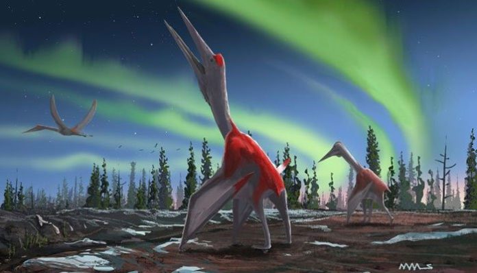 Artist's impression of a Cryodrakon boreas, a newly discovered species of pterosaur