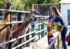 Kazakh zoos earn record 2.6 billion tenge