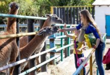 Kazakh zoos earn record 2.6 billion tenge