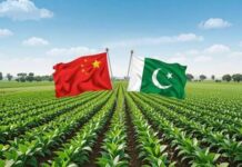 China-Pakistan corn partnership vital for food security, agri trade: Experts