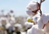 A Pakistani Scientist’s Cotton Quest in China