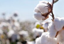 A Pakistani Scientist’s Cotton Quest in China