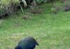 New Zealand confirms 2nd case of H5 bird flu in native bird