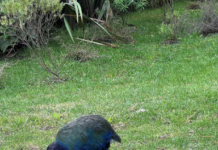 New Zealand confirms 2nd case of H5 bird flu in native bird