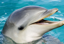 Western Japan beach provides space to swim near dolphins through Aug.