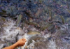 Native fish return to Patuakhali sanctuary, bringing new hope for fishing communities