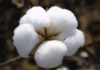 Cotton Body reviews varieties to boost yield