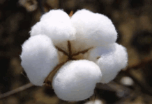 Cotton Body reviews varieties to boost yield