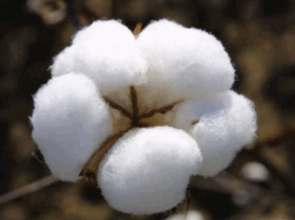 Cotton Body reviews varieties to boost yield