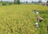 Chinese researchers achieve breakthrough in hybrid rice cloning