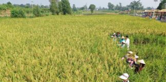 Chinese researchers achieve breakthrough in hybrid rice cloning