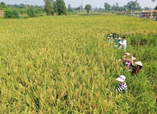 Chinese researchers achieve breakthrough in hybrid rice cloning