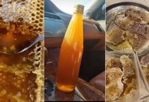 Umluj Samr honey harvest begins with production exceeding 5 tons