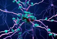 Scientists discover how Alzheimer’s may destroy brain cells