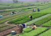 Japan revises law to protect new crop varieties, curb leaks overseas
